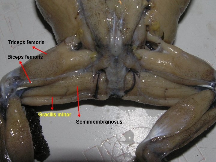 Triceps femoris Biceps femoris Gracilis minor Semimembranosus 