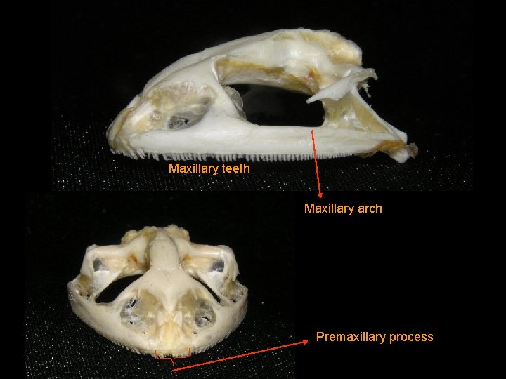 Maxillary teeth Maxillary arch Premaxillary process 