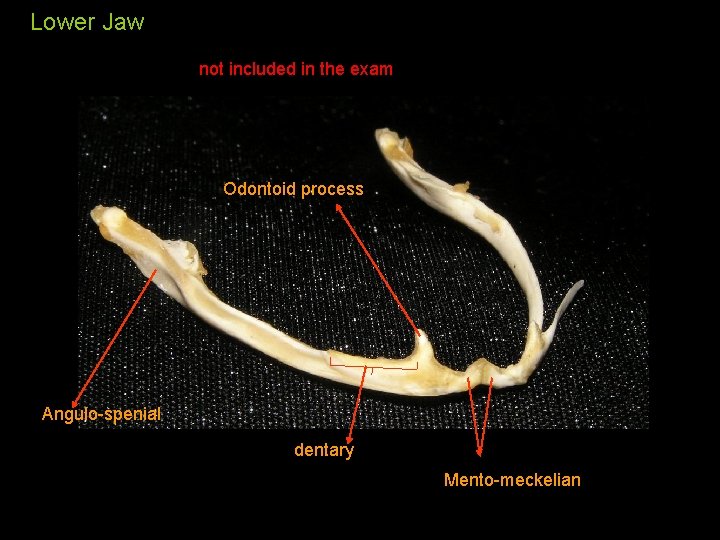Lower Jaw not included in the exam Odontoid process Angulo-spenial dentary Mento-meckelian 