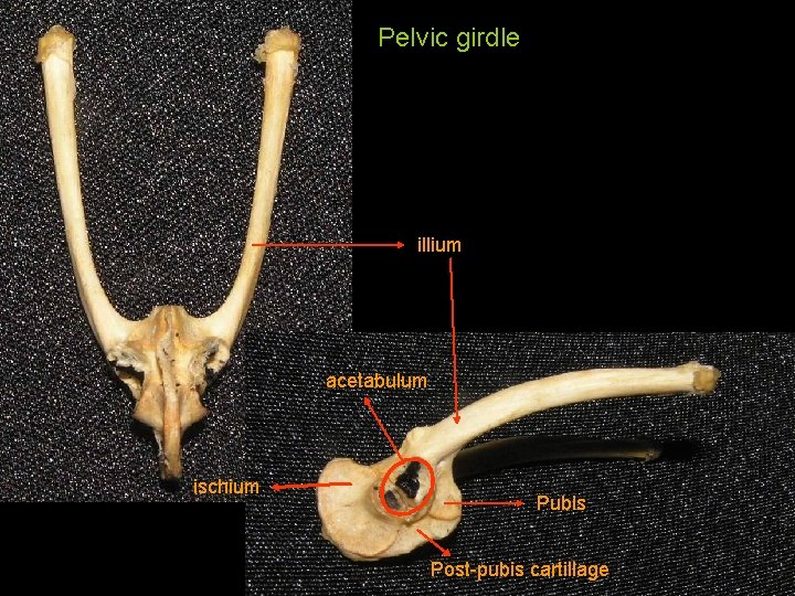 Pelvic girdle illium acetabulum ischium Pubis Post-pubis cartillage 