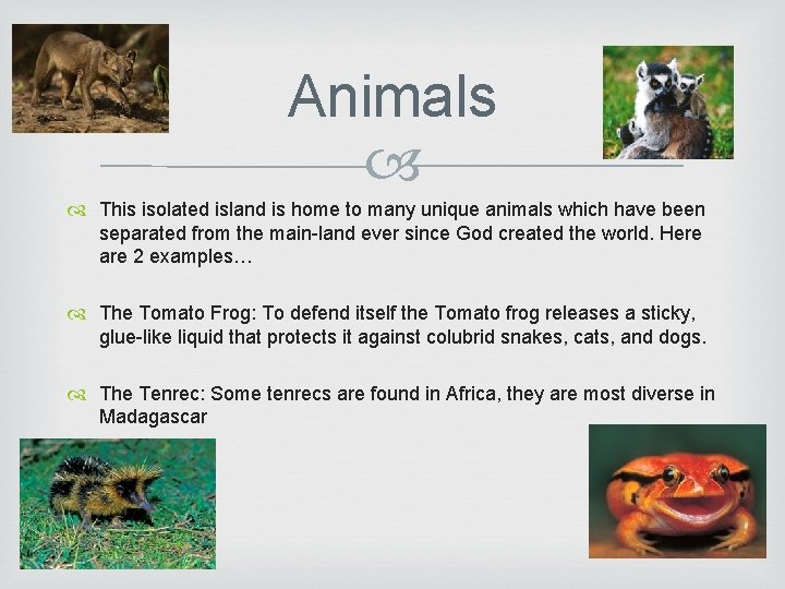 Animals This isolated island is home to many unique animals which have been separated