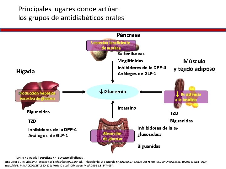 Principales lugares donde actúan los grupos de antidiabéticos orales Páncreas Secreción insuficiente de insulina