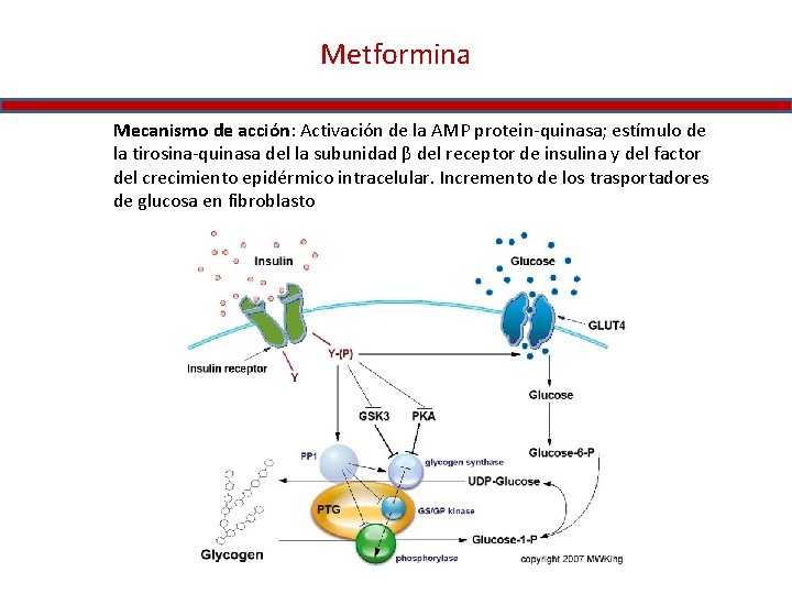 Metformina Mecanismo de acción: Activación de la AMP protein-quinasa; estímulo de la tirosina-quinasa del