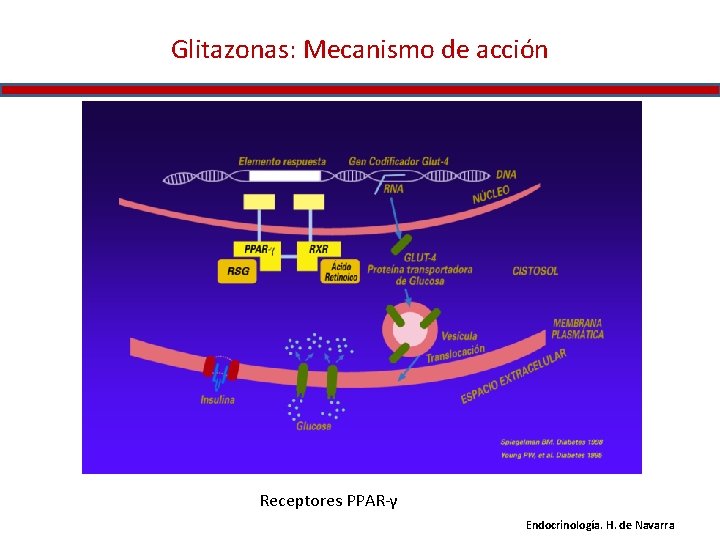 Glitazonas: Mecanismo de acción Receptores PPAR-γ Endocrinología. H. de Navarra 