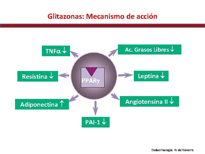 Glitazonas: Mecanismo de acción Ac. Grasos Libres TNF Resistina PPARg Leptina Angiotensina II Adiponectina