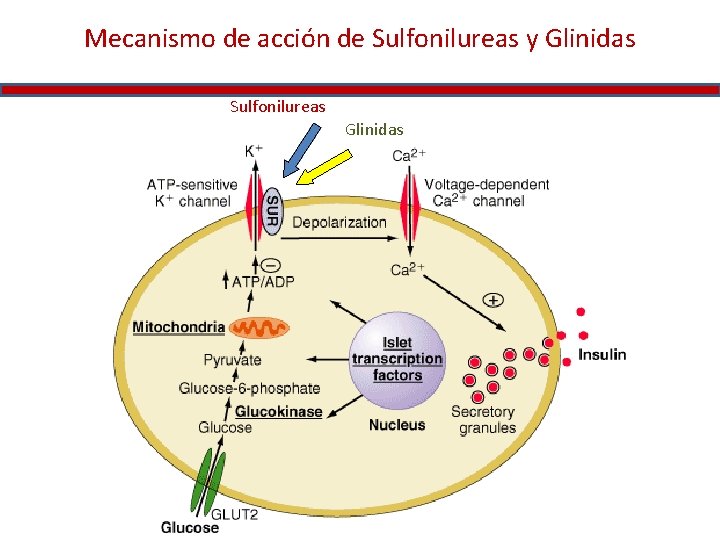 Mecanismo de acción de Sulfonilureas y Glinidas Sulfonilureas Glinidas 