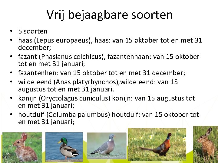 Vrij bejaagbare soorten • 5 soorten • haas (Lepus europaeus), haas: van 15 oktober