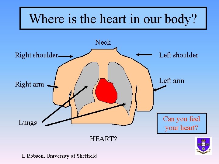 Where is the heart in our body? Neck Right shoulder Left shoulder Right arm