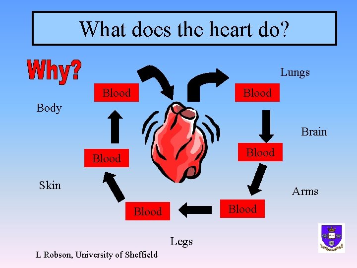 What does the heart do? Lungs Blood Body Brain Blood Skin Arms Blood Legs