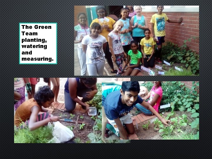 The Green Team planting, watering and measuring. 