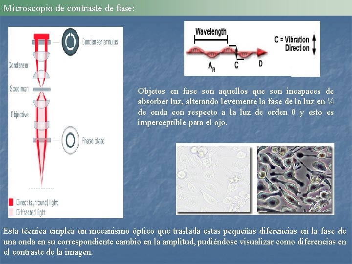 Microscopio de contraste de fase: Objetos en fase son aquellos que son incapaces de