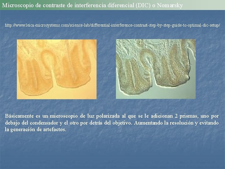 Microscopio de contraste de interferencia diferencial (DIC) o Nomarsky http: //www. leica-microsystems. com/science-lab/differential-interference-contrast-step-by-step-guide-to-optimal-dic-setup/ Básicamente