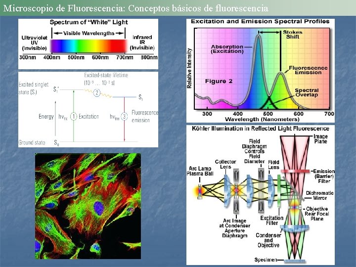 Microscopio de Fluorescencia: Conceptos básicos de fluorescencia 