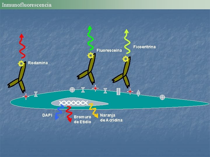 Inmunofluorescencia Fluoresceina Rodamina DAPI Bromuro de Etidio Naranja de Acridina Ficoeritrina 