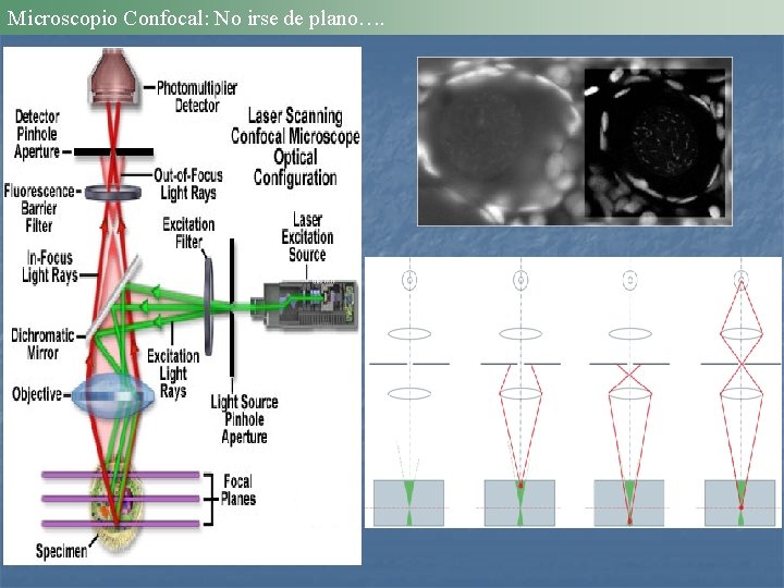 Microscopio Confocal: No irse de plano…. 