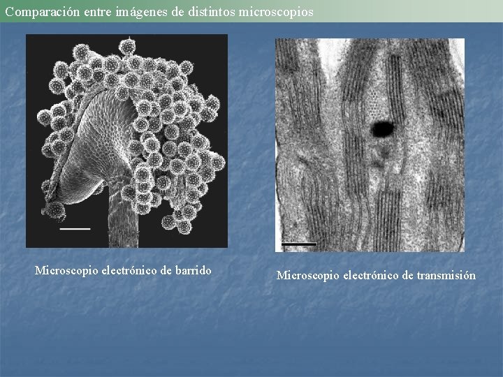 INTRODUCCION A LA BIOLOGIA CELULAR Y MOLECULAR MICROSCOPIA