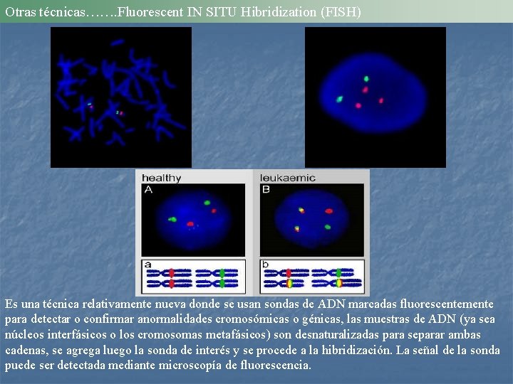 Otras técnicas……. Fluorescent IN SITU Hibridization (FISH) Es una técnica relativamente nueva donde se