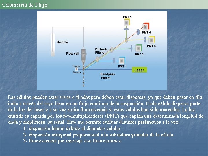 Citometría de Flujo Las células pueden estar vivas o fijadas pero deben estar dispersas,