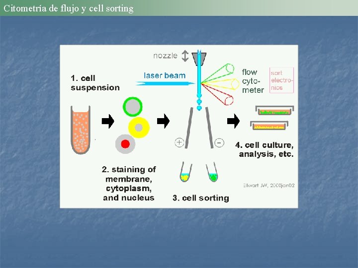 Citometría de flujo y cell sorting 