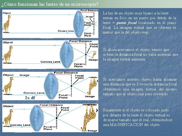 ¿Cómo funcionan las lentes de un microscopio? La luz de un objeto muy lejano
