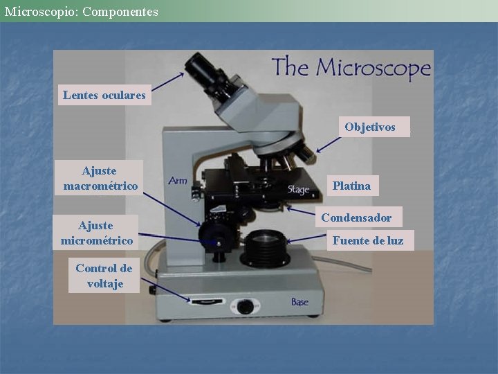 Microscopio: Componentes Lentes oculares Objetivos Ajuste macrométrico Ajuste micrométrico Control de voltaje Platina Condensador