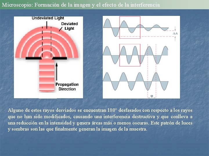 Microscopio: Formación de la imagen y el efecto de la interferencia Alguno de estos