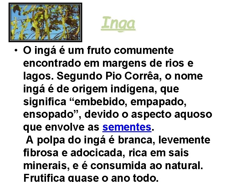 Inga • O ingá é um fruto comumente encontrado em margens de rios e