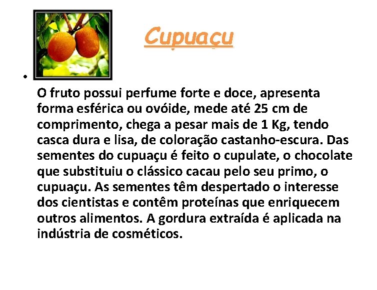 Cupuaçu • O fruto possui perfume forte e doce, apresenta forma esférica ou ovóide,