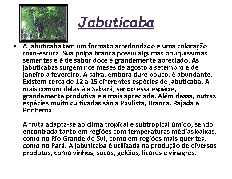 Jabuticaba • A jabuticaba tem um formato arredondado e uma coloração roxo-escura. Sua polpa