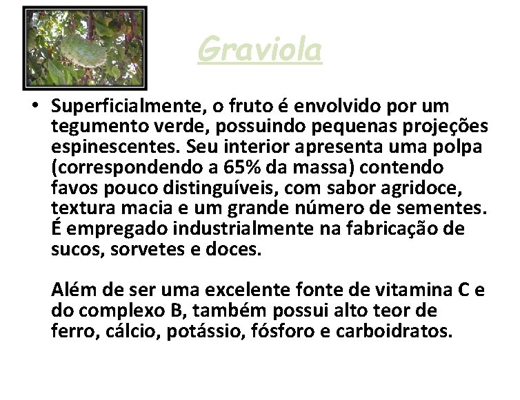 Graviola • Superficialmente, o fruto é envolvido por um tegumento verde, possuindo pequenas projeções