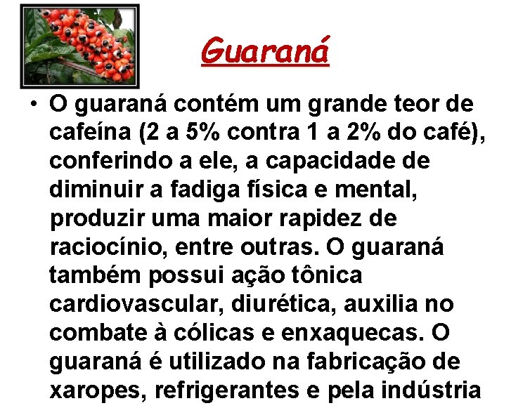 Guaraná • O guaraná contém um grande teor de cafeína (2 a 5% contra