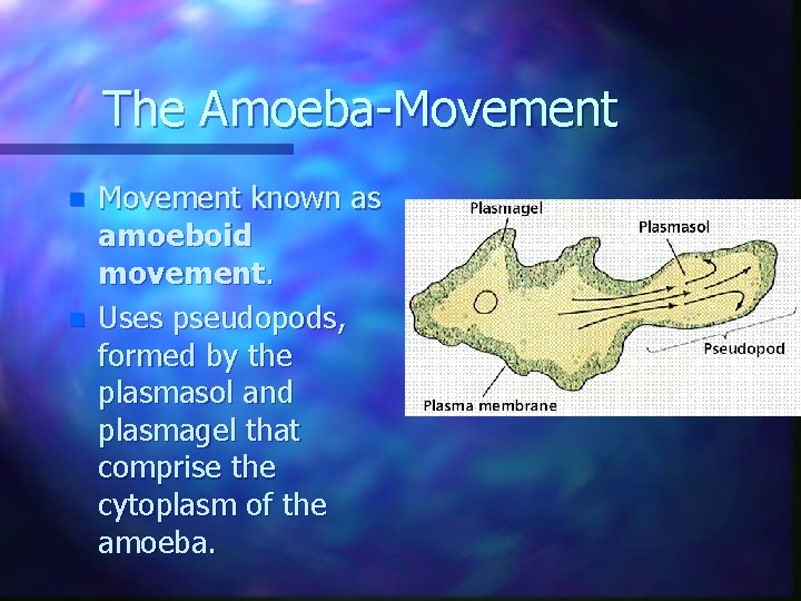 The Amoeba-Movement n n Movement known as amoeboid movement. Uses pseudopods, formed by the