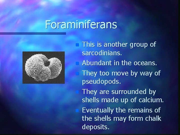 Foraminiferans n n n This is another group of sarcodinians. Abundant in the oceans.