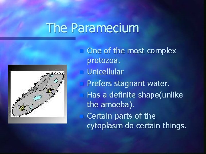 The Paramecium n n n One of the most complex protozoa. Unicellular Prefers stagnant