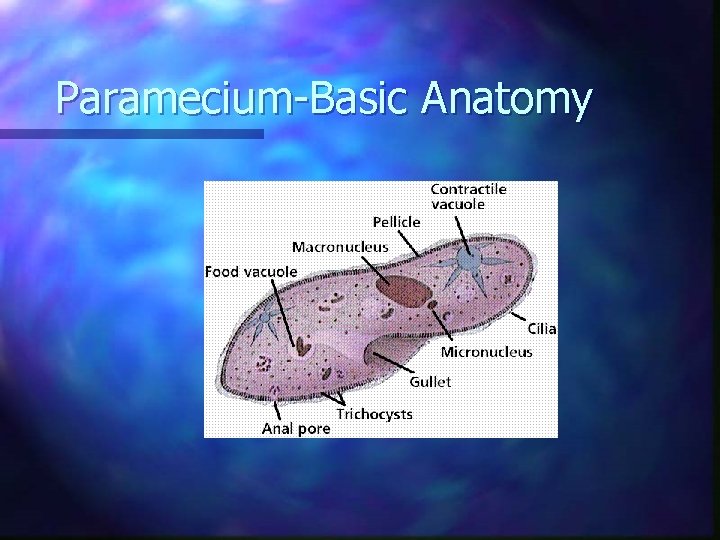 Paramecium-Basic Anatomy 