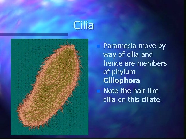 Cilia n n Paramecia move by way of cilia and hence are members of