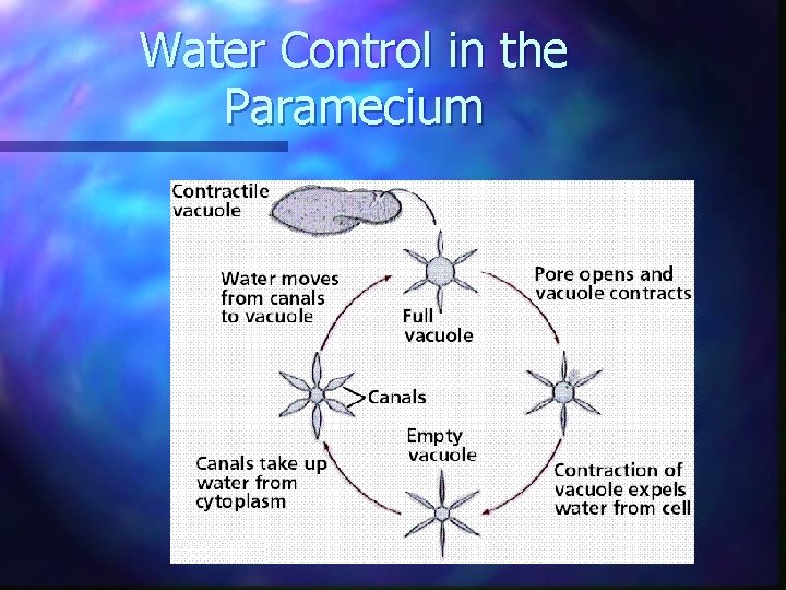 Water Control in the Paramecium 