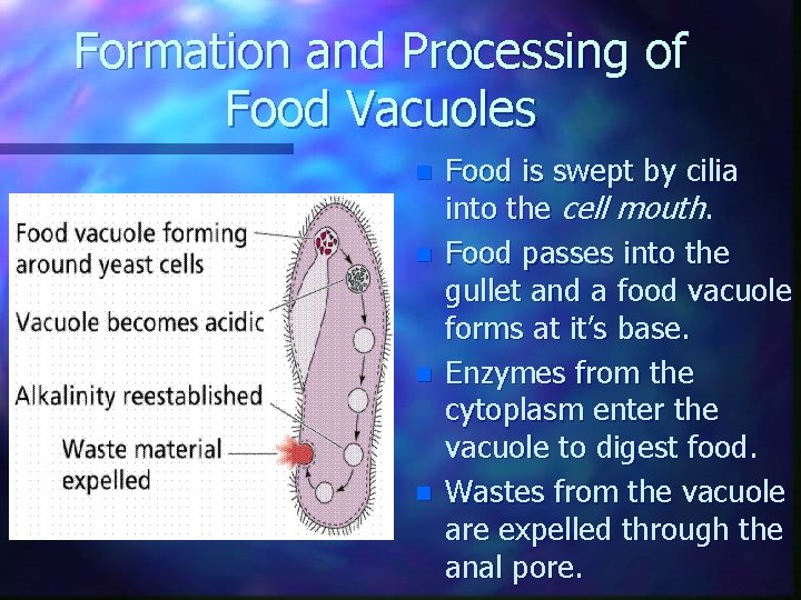 Formation and Processing of Food Vacuoles n n Food is swept by cilia into