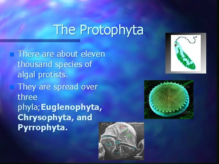 The Protophyta n n There about eleven thousand species of algal protists. They are