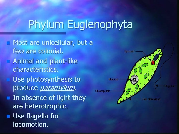 Phylum Euglenophyta n n n Most are unicellular, but a few are colonial. Animal