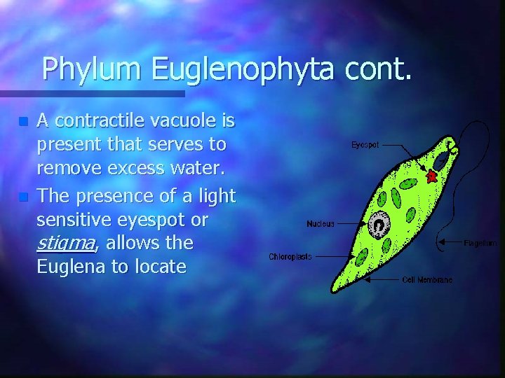 Phylum Euglenophyta cont. n n A contractile vacuole is present that serves to remove