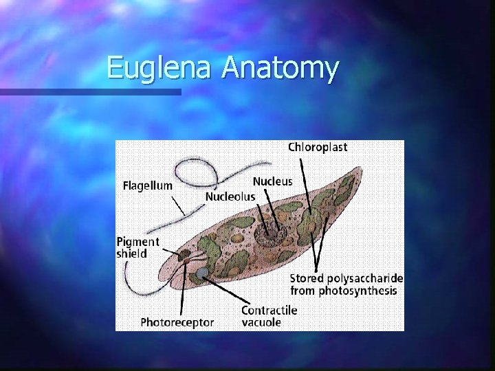 Euglena Anatomy 