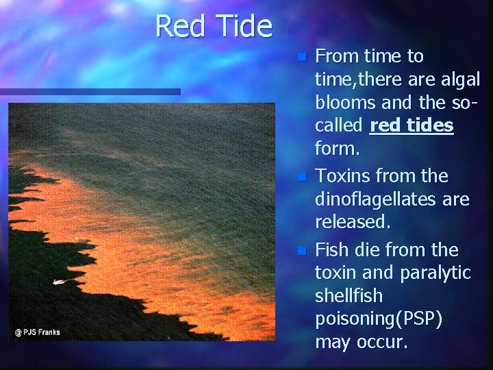 Red Tide n n n From time to time, there algal blooms and the