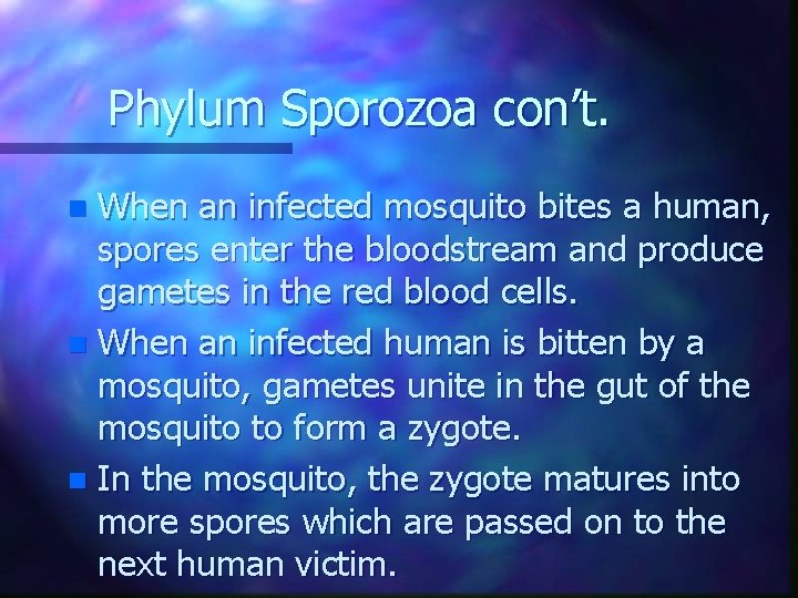 Phylum Sporozoa con’t. When an infected mosquito bites a human, spores enter the bloodstream