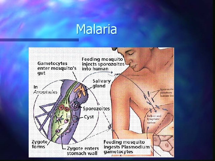 Malaria 