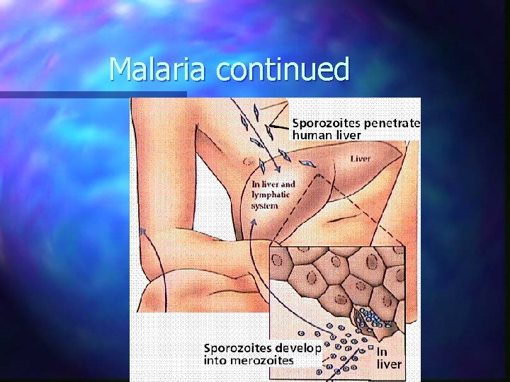 Malaria continued 