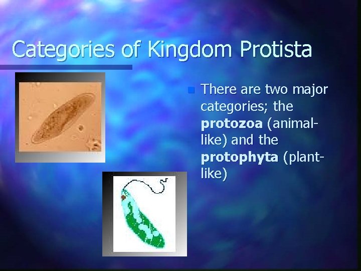 Categories of Kingdom Protista n There are two major categories; the protozoa (animallike) and