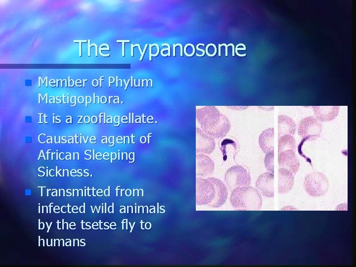 The Trypanosome n n Member of Phylum Mastigophora. It is a zooflagellate. Causative agent