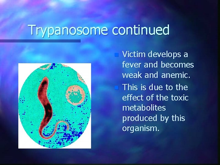 Trypanosome continued n n Victim develops a fever and becomes weak and anemic. This
