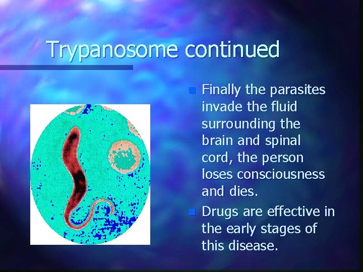 Trypanosome continued n n Finally the parasites invade the fluid surrounding the brain and